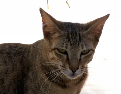 Beautiful cat looking like chitah