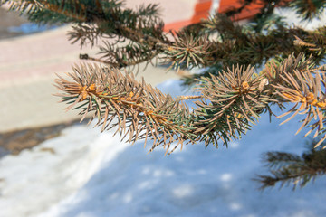 branches of blue spruce against the background of snow