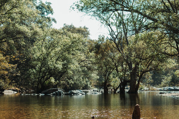 View of the river in forest at Polo Forest in Gujarat, India