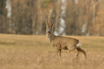 Naklejka na ściany i meble wildlife scene from spring nature. roe deer standing on meadow. Deer in the nature habitat. Capreolus capreolus.