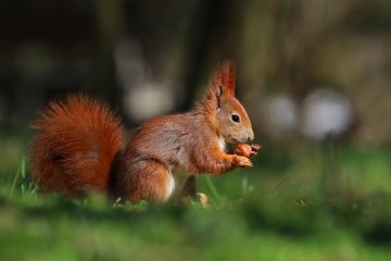 Naklejka na ściany i meble Art view on wild nature. Cute red squirrel with long pointed ears in autumn scene . Wildlife in spring forest. . Sciurus vulgaris
