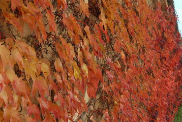 vigne vierge en automne