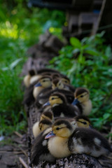 Ducklings in a row