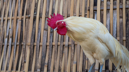 A white rooster has a bright red crest.