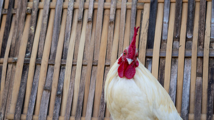 A white rooster has a bright red crest.