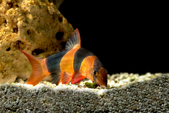 Fish Botsia Clown (Chromobotia macracanthus or Botia macracanthus) in the freshwater aquarium