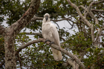 Kakadu in den Bäumen
