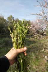 ASPERGE SAUVAGE