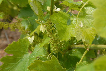 fleur de raisin dans la vigne