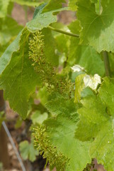 fleur de raisin dans la vigne 