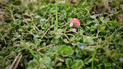 Close up shot of small wooden mushroom with red hat placed between small flowers and grass