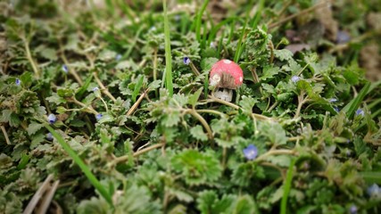 Close up shot of small wooden mushroom with red hat placed between small flowers and grass
