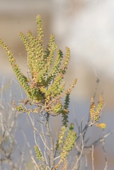 SALICORNE  en CAMARGUE