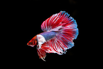 betta Half moon