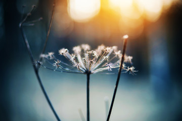 The thin dry branches of a wilted wild carrot flower are covered with frost and illuminated by the...
