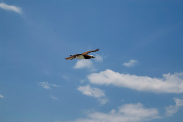 Vuelo