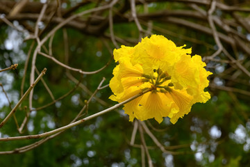 blooming Guayacan or Handroanthus chrysanthus or Golden Bell Tree