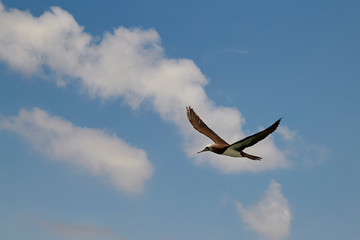 vuelo azul