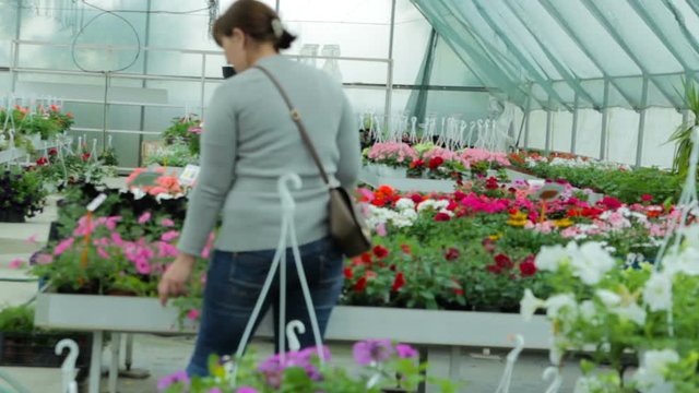 woman chooses flowers in greenhouse,woman in a greenhouse chooses flowers, buy flowers at a wholesaler