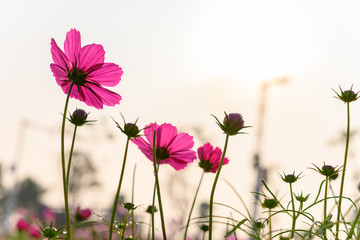 low angle view of beautiful daisy or Cosmos bipinnata Cav © Freer