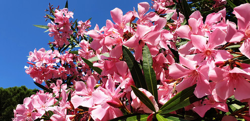 Panorama of pink Nerium or Nerium oleander flowers against a blue sky.