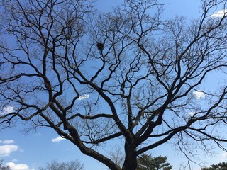 Tree of Summer