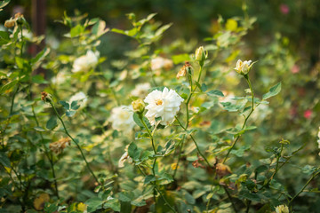 Beautiful white roses flower in the garden