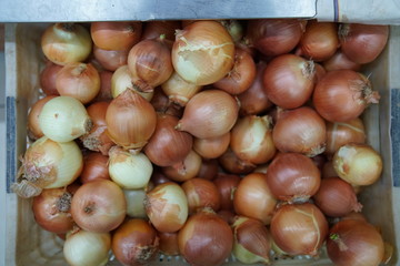 full frame onion on the market