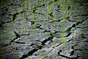 Rice and cracked soil