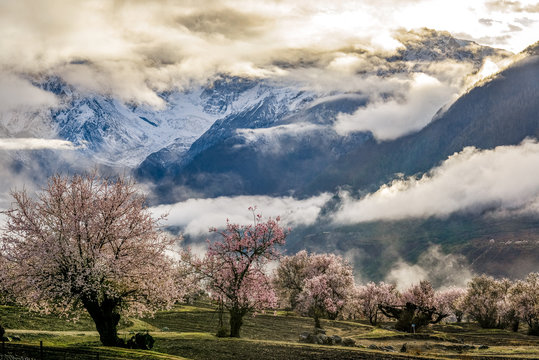 Nyingchi (Linzhi) landscape with peach blossoms in Tibet China. 