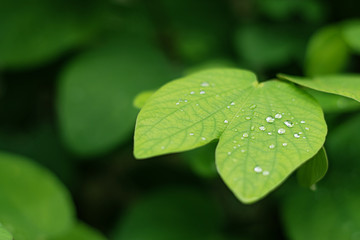 Close up of water droplets on a green leaf after the rain stops.