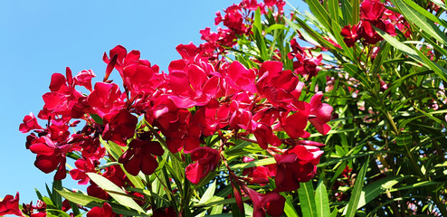 Panorama of red nerium or nerium oleander flowers against a blue sky.