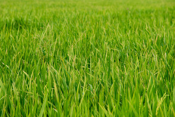 Close up of the leaves in a green field in Thailand.