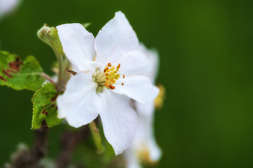 Nahaufnahme von Apfelblüten