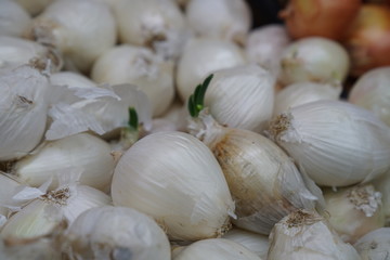 full frame onion on the market