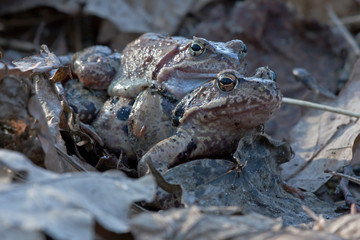 Pairing of common frogs (Rana temporaria)