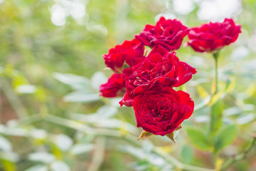 Beautiful red roses flower in the garden