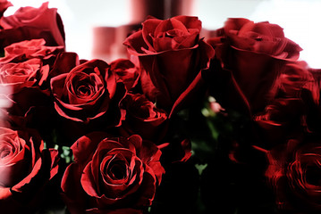 roses on red background
