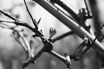 blossom   flower
