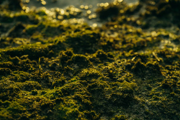 Beautiful green moss on stones near the sea