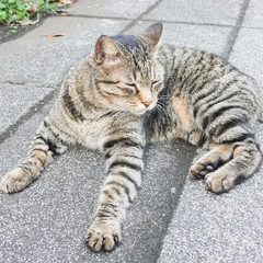 tabby stray cat resting on road in sunny day
