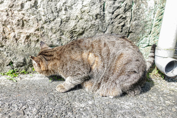 tabby stray cat resting on road in sunny day
