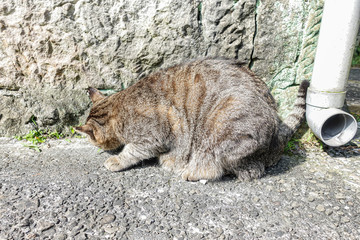 tabby stray cat resting on road in sunny day