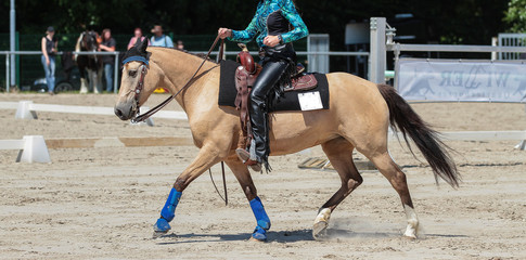 Western horse with rider Jog on a trail test..