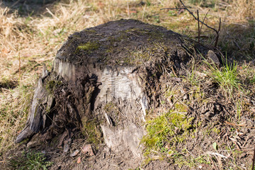 Fototapeta premium old stump and moss closeup 