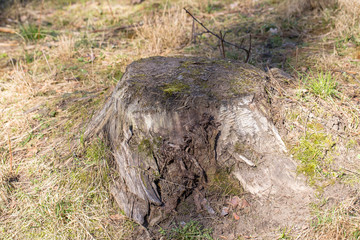 old stump in the sunshine in the forest