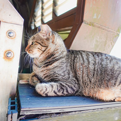 grey tabby stray cat sleeping on wood pallete in sunny day