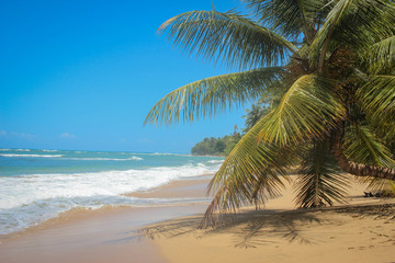Fototapeta na wymiar plage de manzanillo proche de Puerto Viejo au Costa Rica