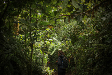 Forêt humide nuageuse de monteverde au Costa Rica