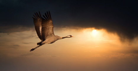 Common Crane - Grus grus, beautiful large bird from Euroasian fields and flying in the sunset, amazing magical photo.